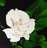 Rosa Blanca
